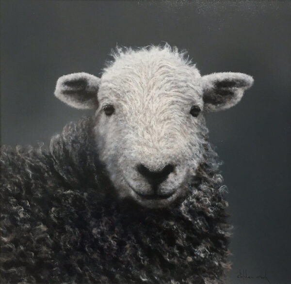 Herdwick Lake District art an original oil painting by Stephen Park