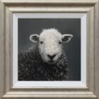 Herdwick Lake District art an original oil painting by Stephen Park
