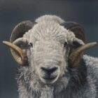 Herdwick Ram Lake District art an original oil painting by Stephen Park. A traditional life like animal portrait in great detail by wildlife artist