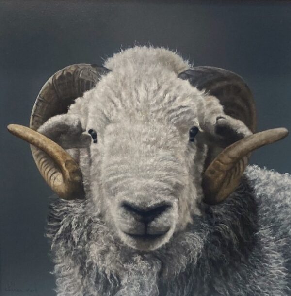Herdwick Ram Lake District art an original oil painting by Stephen Park. A traditional life like animal portrait in great detail by wildlife artist