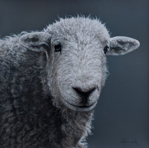 Herdwick Lamb Lake District art an original oil painting by Stephen Park. A traditional life like animal portrait in great detail by wildlife artist