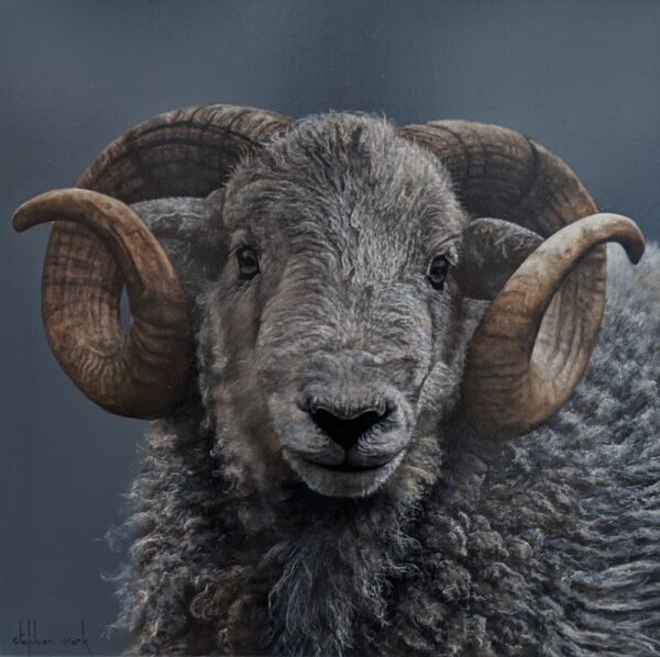 Herdwick Ram Lake District art an original oil painting by Stephen Park. A traditional life like animal portrait in great detail by wildlife artist