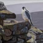 lake district art original oil painting by wildlife artist michael demain of peregrine falcon. photorealistic UK bird of prey