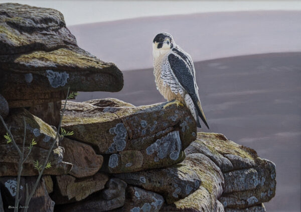 lake district art original oil painting by wildlife artist michael demain of peregrine falcon. photorealistic UK bird of prey
