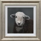 Herdwick Lamb Lake District art an original oil painting by Stephen Park. A traditional life like animal portrait in great detail by wildlife artist