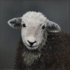 Herdwick Lamb Lake District art an original oil painting by Stephen Park. A traditional life like animal portrait in great detail by wildlife artist