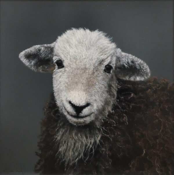 Herdwick Lamb Lake District art an original oil painting by Stephen Park. A traditional life like animal portrait in great detail by wildlife artist