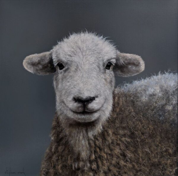 Lake District art original oil painting Herdwick by Stephen Park of a Herdwick sheep portrait in realism style with grey blue background.