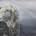 lake district art original oil painting by local artist simon whitfield Herdy near Aira force ullswater. cumbrian herdwick sheep profile with grey sweeping background