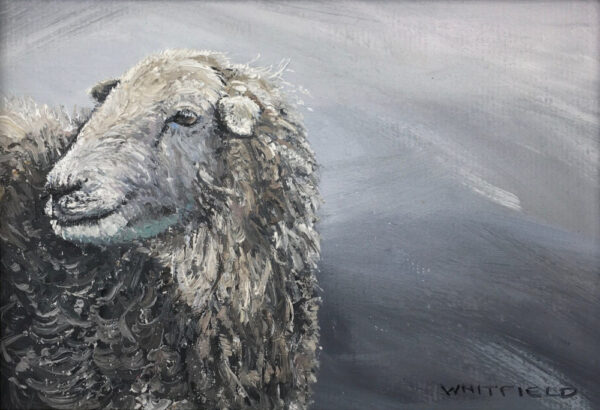 lake district art original oil painting by local artist simon whitfield Herdy near Aira force ullswater. cumbrian herdwick sheep profile with grey sweeping background