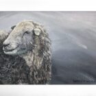 ake district art original oil painting by local artist simon whitfield Herdy near Aira force ullswater. cumbrian herdwick sheep profile with grey sweeping background