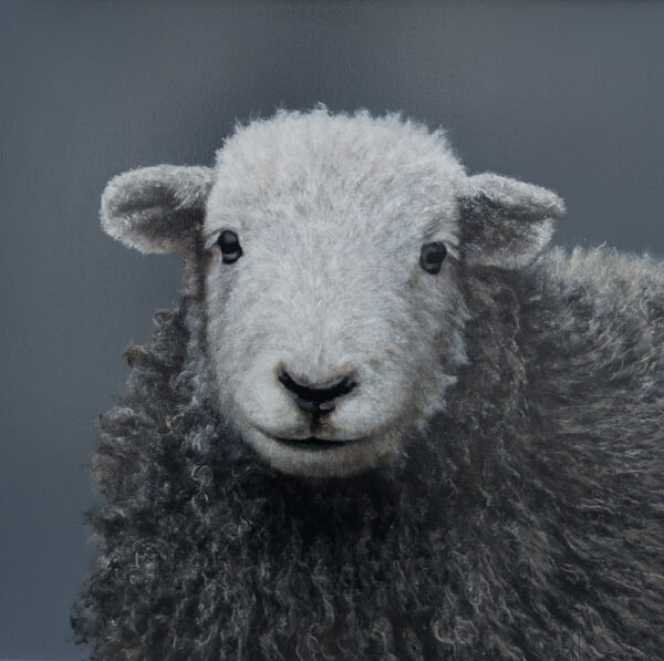 Herdwick lamb Lake District art an original oil painting by Stephen Park. A traditional life like animal portrait in great detail by wildlife artist