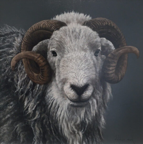 Herdwick Ram Lake District art an original oil painting by Stephen Park. A traditional life like animal portrait in great detail by wildlife artist
