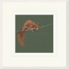 Limited Edition Print by British Artist Nicky Litchfield. Balancing Act featuring a red squirrel balancing across a line of string/wire on a dark green background.