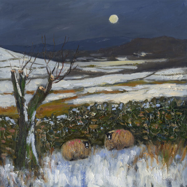 Lake District art print Bedding Down for the Night by local artist Jeff Sudders. Sheep huddle by a stone wall in the snow and moonlight.