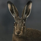Hare Lake District art an original oil painting by Stephen Park. A traditional life like animal portrait in great detail by wildlife artist