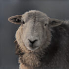 Herdwick Lake District art an original oil painting by Stephen Park. A traditional life like animal portrait in great detail by wildlife artist