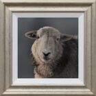 Herdwick Lake District art an original oil painting by Stephen Park. A traditional life like animal portrait in great detail by wildlife artist