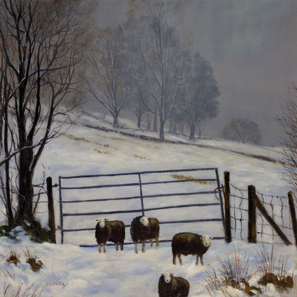 Lake District art print Just Four Sheep by local artist Jeff Sudders. Four Herdwick sheep by a gate and tree in a snowy Lake District field.