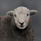 Herdwick lamb Lake District art an original oil painting by Stephen Park. A traditional life like animal portrait in great detail by wildlife artist