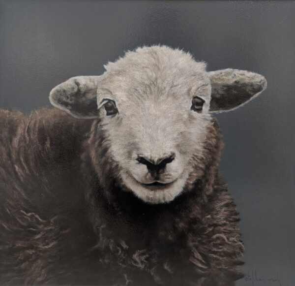Herdwick lamb Lake District art an original oil painting by Stephen Park. A traditional life like animal portrait in great detail by wildlife artist