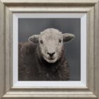 Herdwick lamb Lake District art an original oil painting by Stephen Park. A traditional life like animal portrait in great detail by wildlife artist