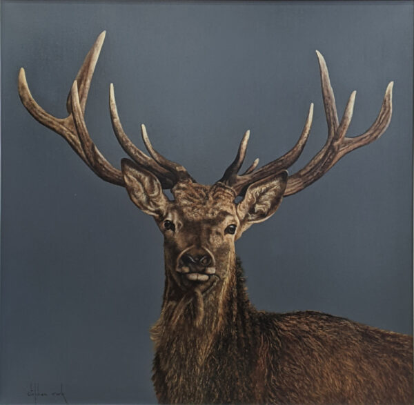Photo realistic oil painting of a Stag by Stephen Park looking straight at the viewer