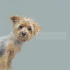 Limited edition print by Nicky Litchfield of a Yorkshire Terrier