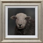 Herdwick Lake District art an original oil painting by Stephen Park. A traditional life like animal portrait in great detail by wildlife artist