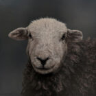 Herdwick Lake District art an original oil painting by Stephen Park. A traditional life like animal portrait in great detail by wildlife artist