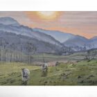 lake district art original oil painting by local artist simon whitfield little langdale sunset view with herdwick sheep