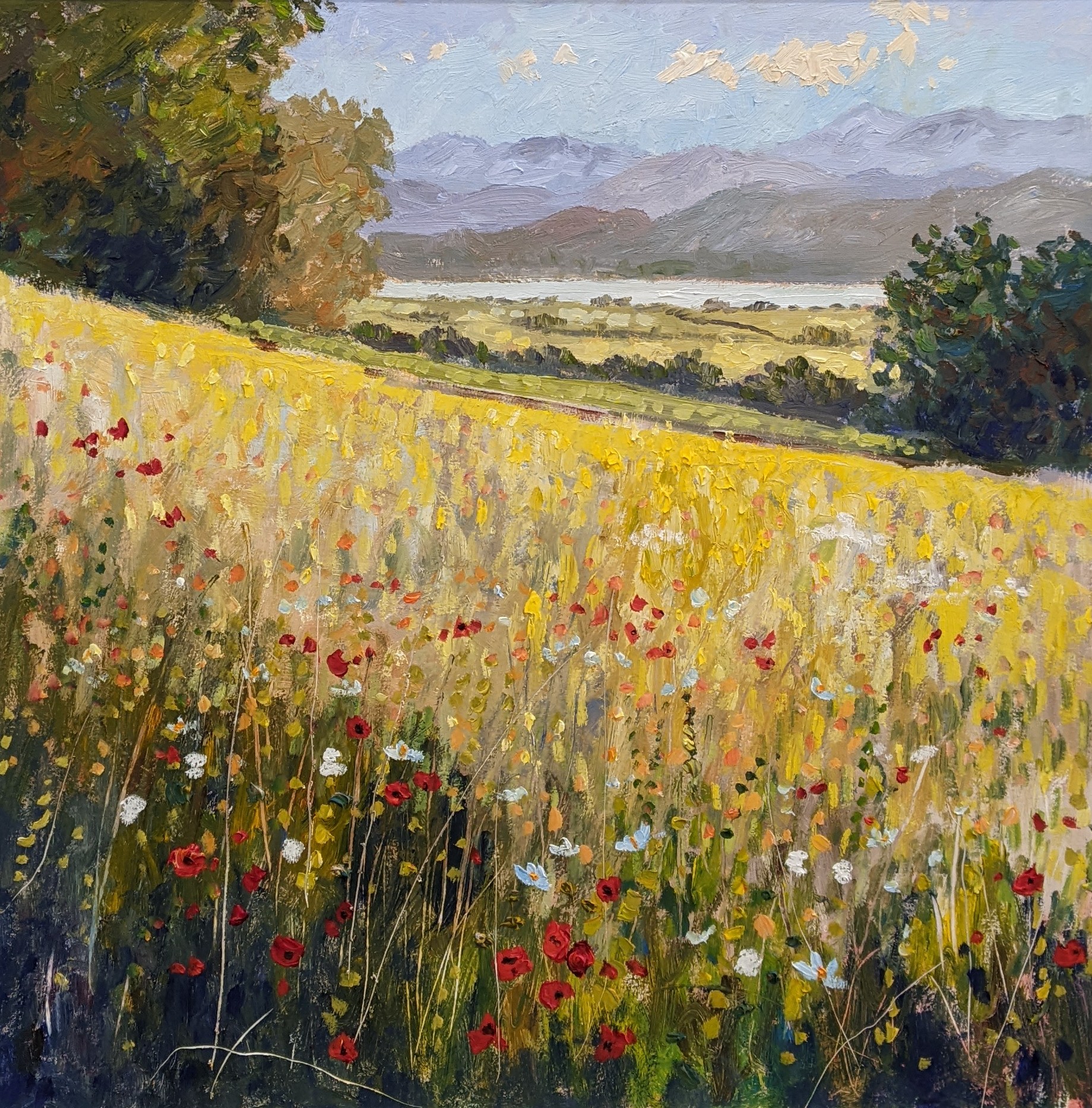 Looking over the Meadows by Jeff Sudders A landscape oil painting of the Lake District. A sunlit wildflower meadow stretching across rolling countryside. The foreground is filled with tall grasses and scattered red poppies, white blooms, and delicate blue flowers. Windermere is in the distance, with layered purple-gray mountains rising beyond. Large trees frame the scene on both sides, while a pale blue sky with soft clouds casts a warm, tranquil light over the landscape.