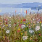 colourful wildflowers beside a tranquil lake with sailing boats and distant blue hills.