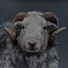 Herdwick Ram Lake District art an original oil painting by Stephen Park. A traditional life like animal portrait in great detail by wildlife artist