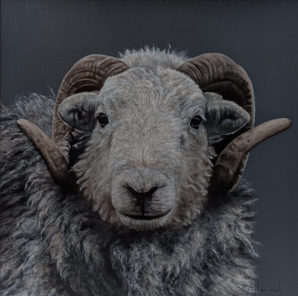 Herdwick Ram Lake District art an original oil painting by Stephen Park. A traditional life like animal portrait in great detail by wildlife artist