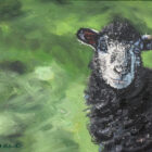 lake district art original oil painting by local artist simon whitfield herdwick lamb I sheep