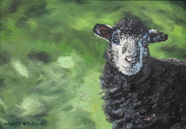lake district art original oil painting by local artist simon whitfield herdwick lamb I sheep