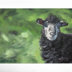 lake district art original oil painting by local artist simon whitfield herdwick lamb I sheep