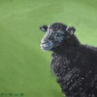 lake district art original oil painting by local artist simon whitfield herdwick lamb II