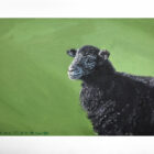 lake district art original oil painting by local artist simon whitfield herdwick lamb II