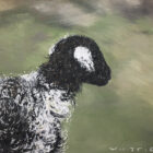 lake district art original oil painting by local artist simon whitfield herdwick lamb IV sheep
