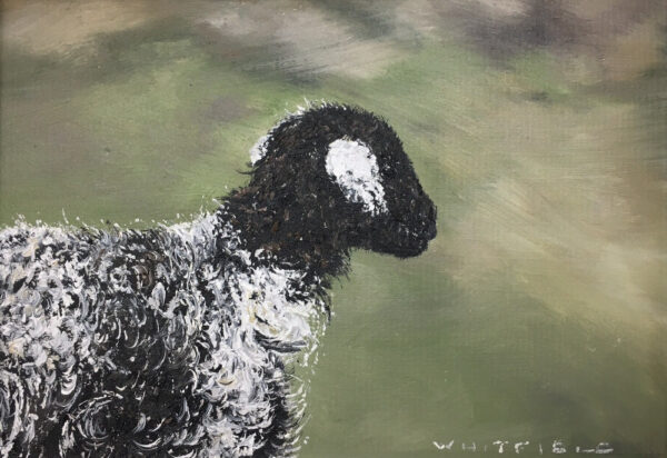 lake district art original oil painting by local artist simon whitfield herdwick lamb IV sheep