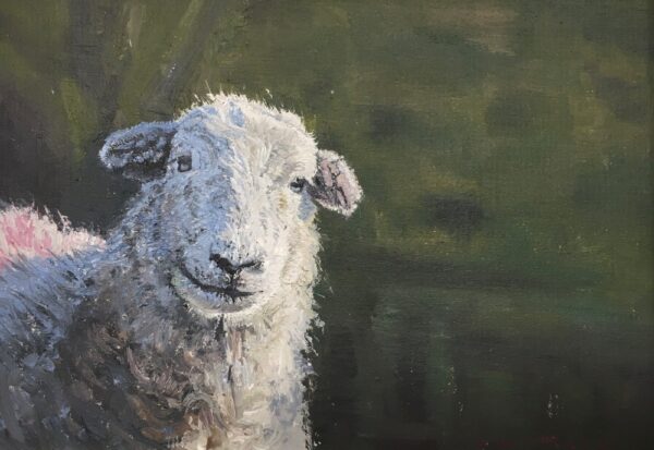 lake district art original oil painting by local artist simon whitfield herdwick sheep