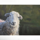 lake district art original oil painting by local artist simon whitfield herdwick sheep