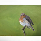 lake district art original oil painting by local artist simon whitfield robin study III