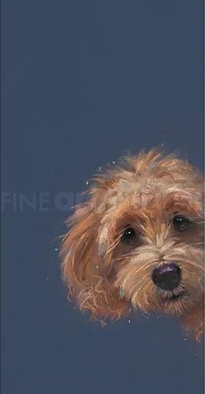 Limited Edition Print by British Artist Nicky Litchfield. Sneaky Peek featuring a cockapoo peeking into frame.