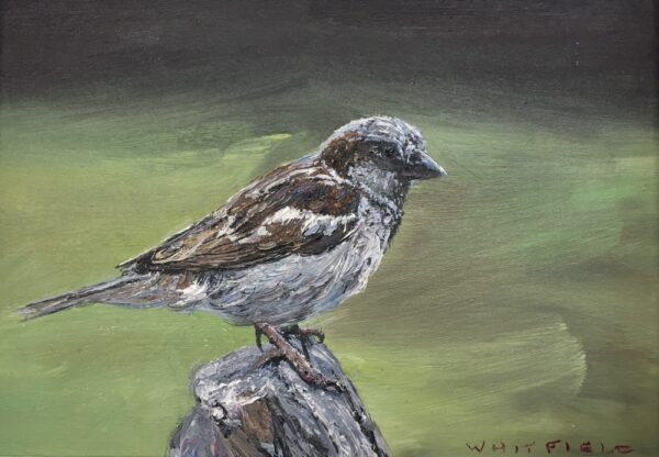 lake district art original oil painting by local artist simon whitfield sparrow II garden bird