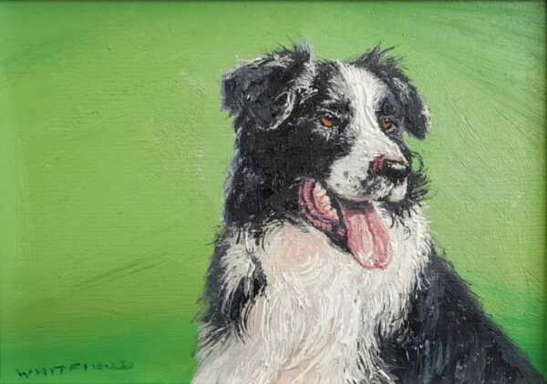 original oil painting by local artist Simon Whitfield featuring border collie sheepdog portrait