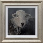 Herdwick Lake District art an original oil painting by Stephen Park. A traditional life like animal portrait in great detail by wildlife artist
