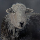 Herdwick Lake District art an original oil painting by Stephen Park. A traditional life like animal portrait in great detail by wildlife artist